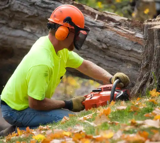 tree services Perry Hall